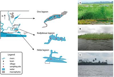 The Role of Macrophytes in Biogenic Silica Storage in Ivory Coast Lagoons